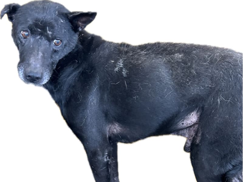 Black adult male mixed-breed dog, Large, shelter no. …6031. The whole animal.