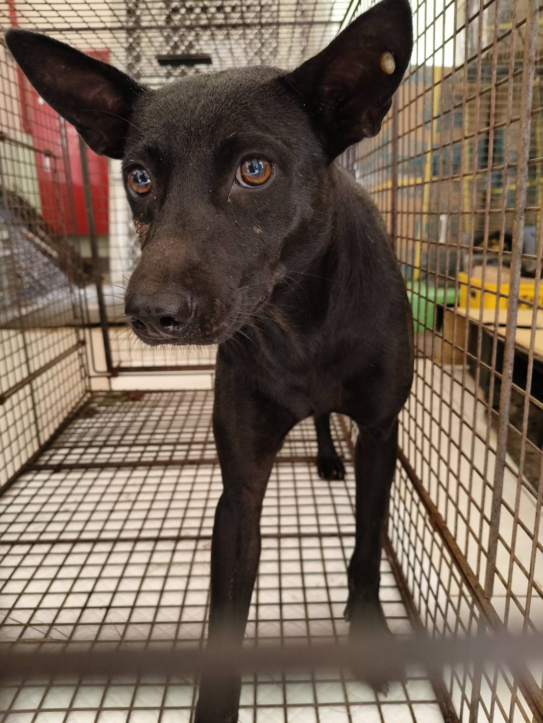 黑色成年母混种犬,中型, 收容编号 …3D01. 脸部特写。