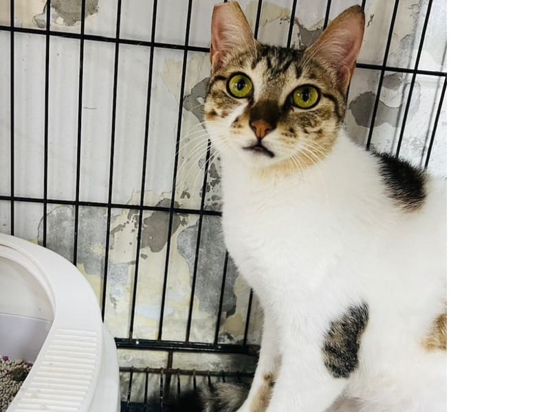 ミックス猫(メス・成猫・トラと白)、中型, 施設番号 …7003. 全身です。