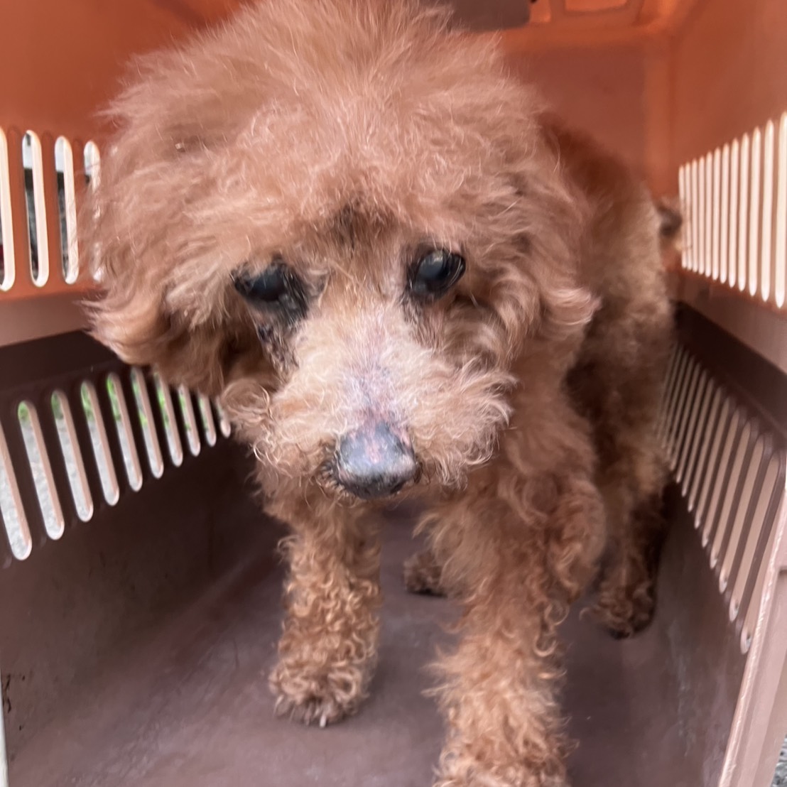 Caniche macho adulto (marrón), Pequeño, refugio n.º …3001. Más cerca de la cara.