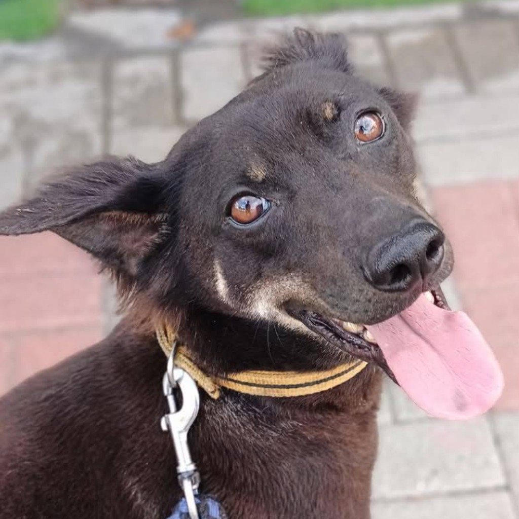 Perro mestizo macho adulto (negro), Mediano, refugio n.º …6-06. Más cerca de la cara.