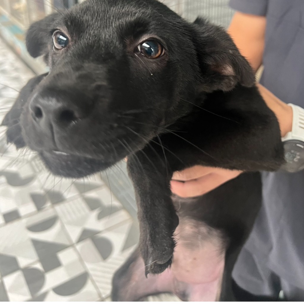 ミックス犬（オス・成犬・黒）、中型, 施設番号 …0005