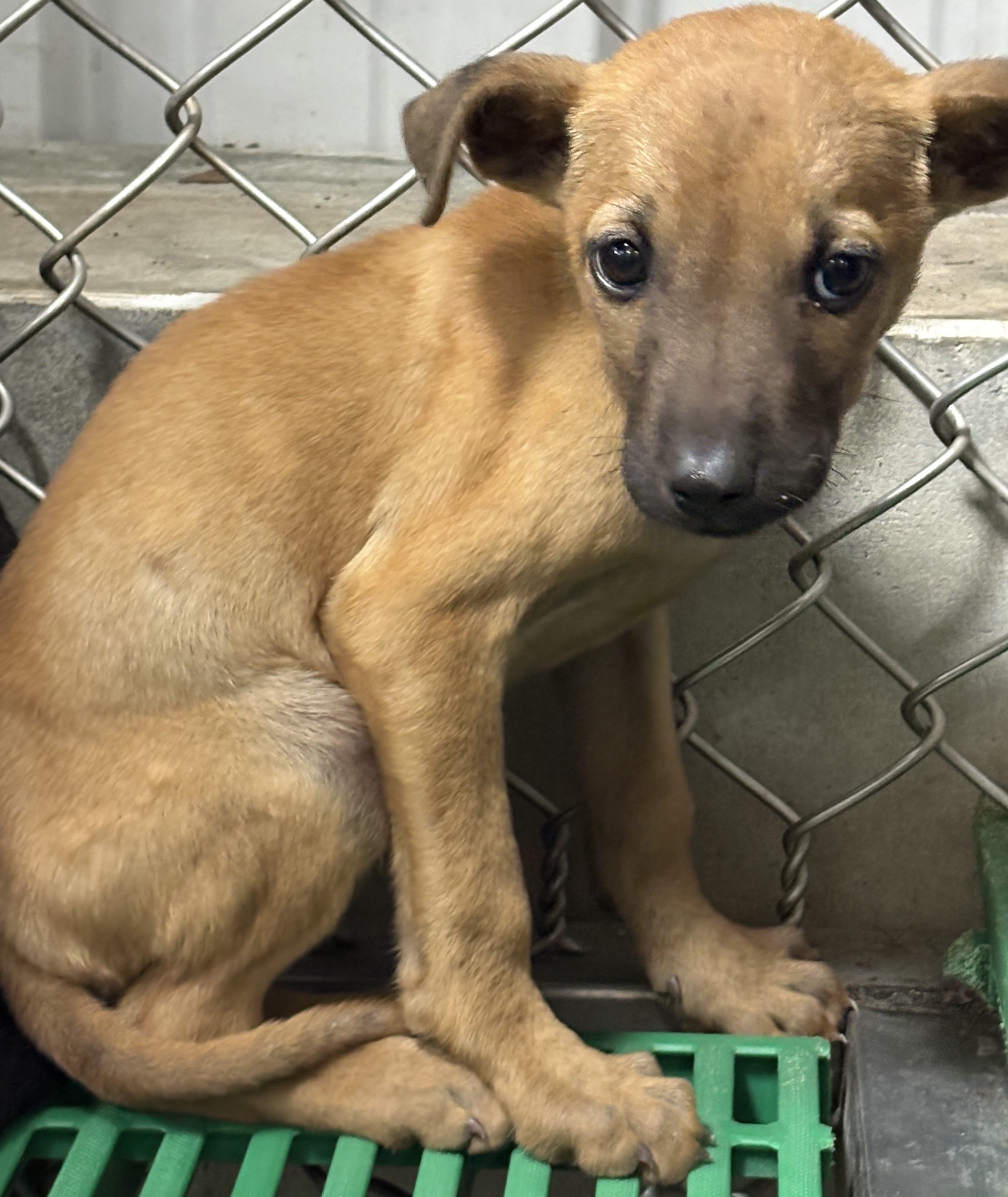 Tan young female mixed-breed dog, Small, shelter no. …0008
