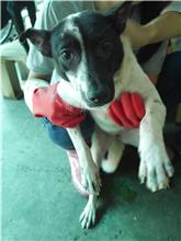 Black-and-white adult female mixed-breed dog, Medium, shelter no. …4048
