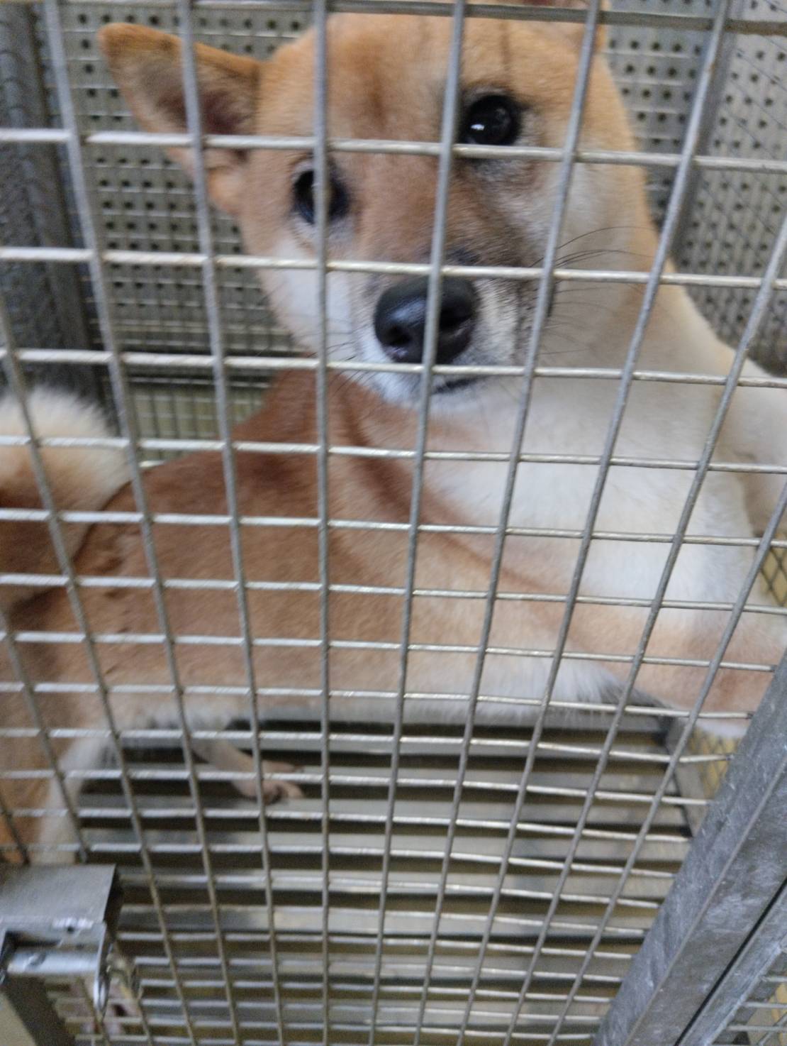 Brown adult female Shiba Inu, Medium, shelter no. …6012