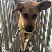 ミックス犬（メス・成犬・茶）、大型, 施設番号 …0059