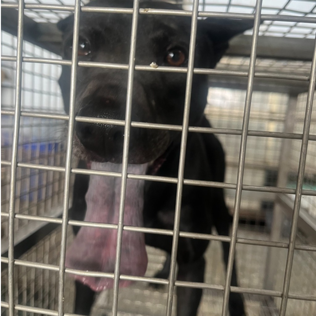 黑色成年公混种犬,中型, 收容编号 …8-03