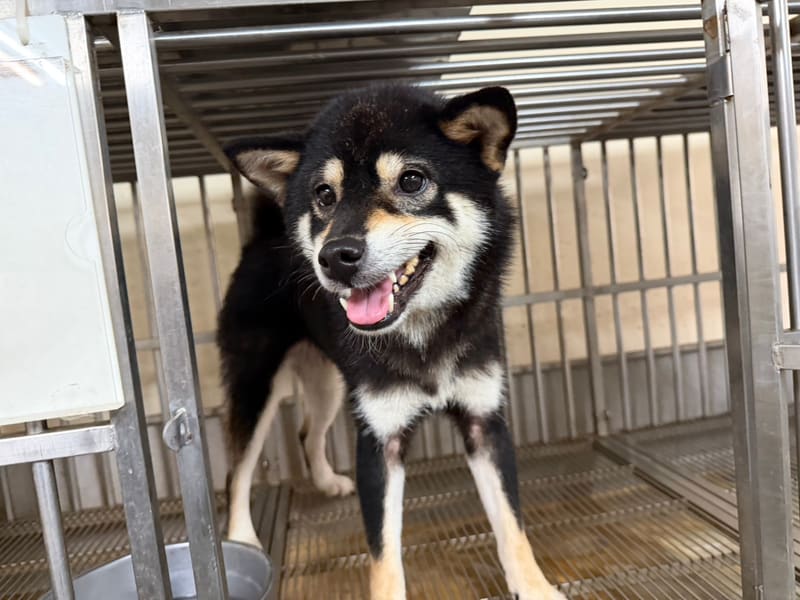 柴犬（メス・成犬・黒と白）、小型, 施設番号 …7003