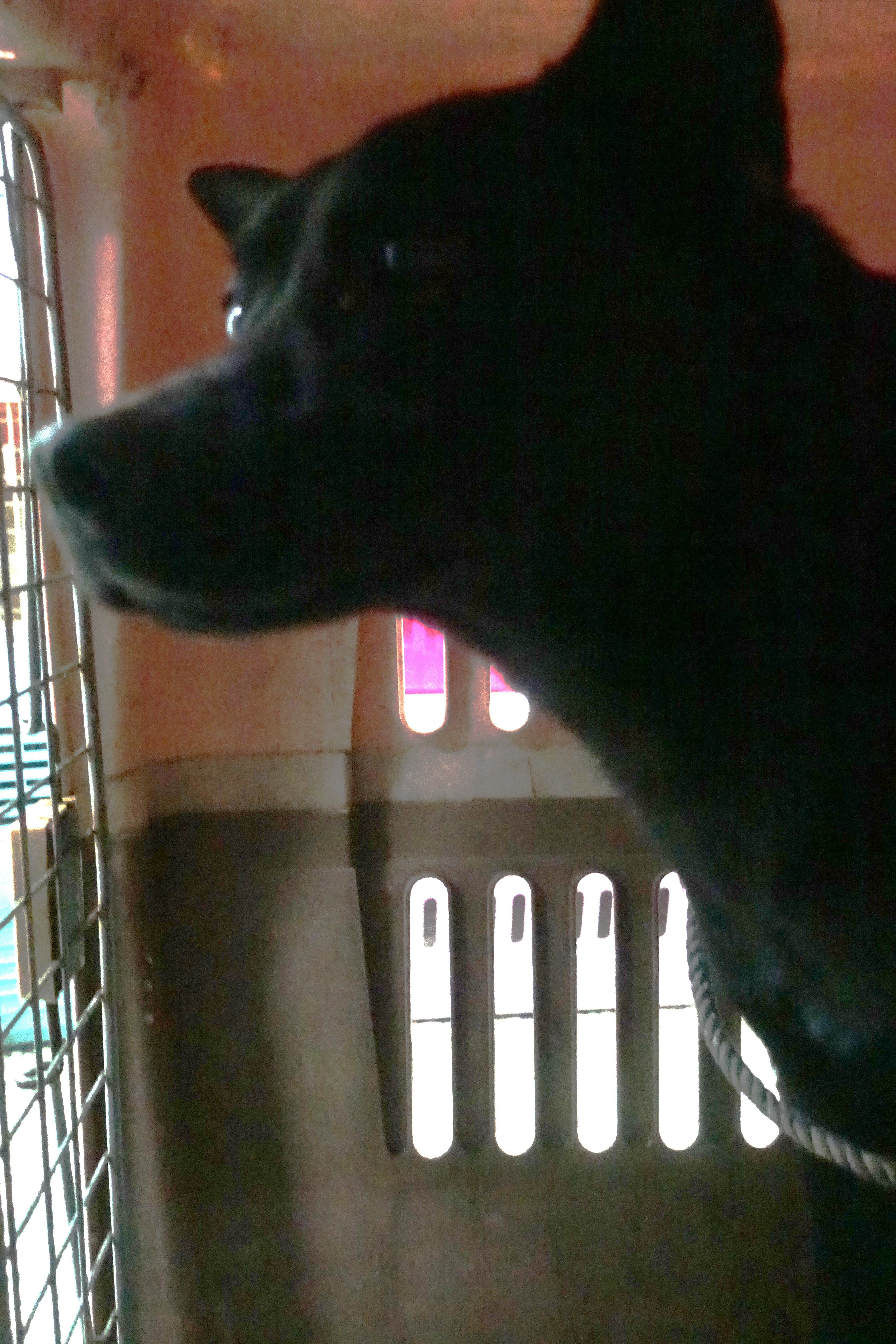 Perro mestizo macho adulto (negro), Grande, refugio n.º …2342. Más cerca de la cara.