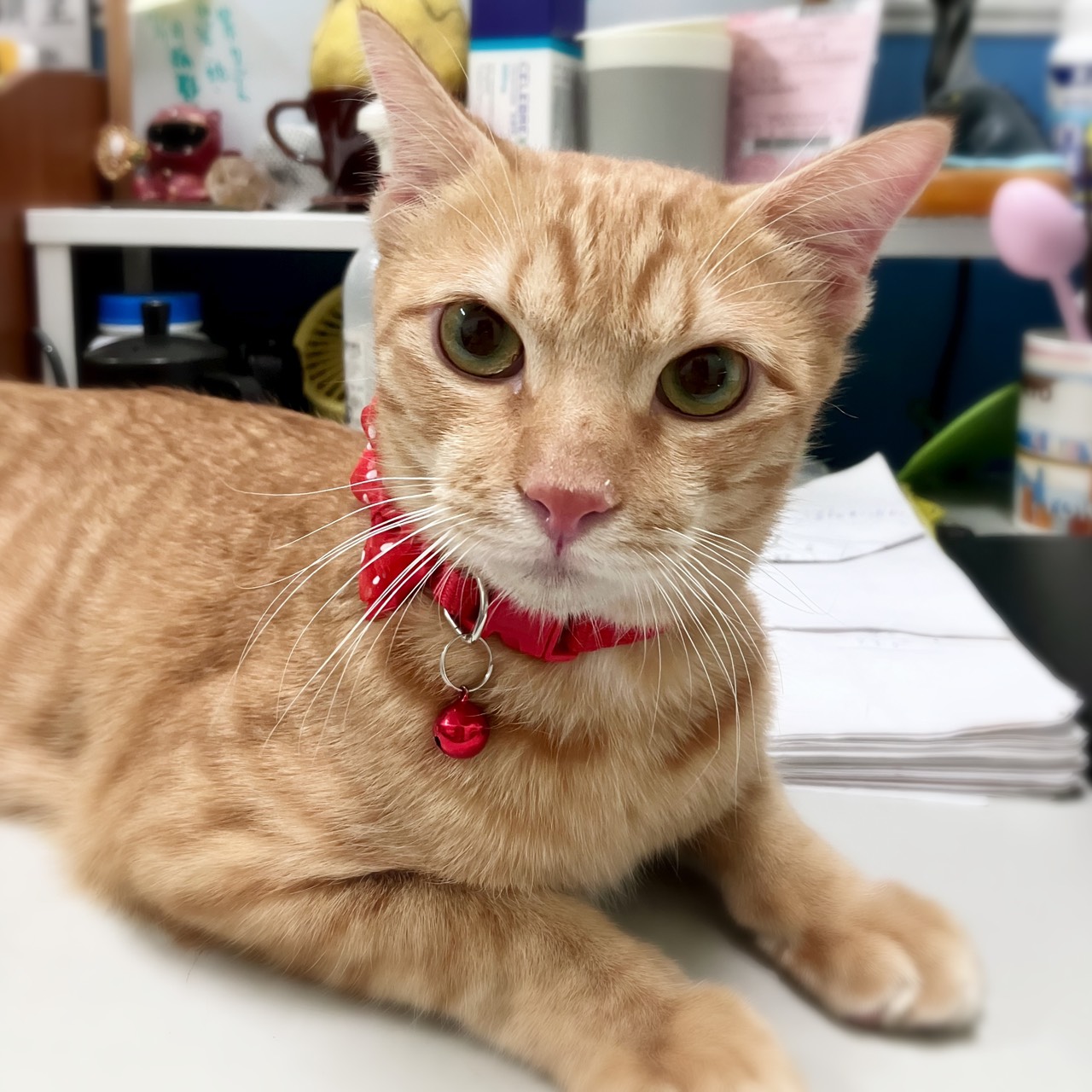 Orange tabby young male mixed-breed cat, Large, shelter no. …4002