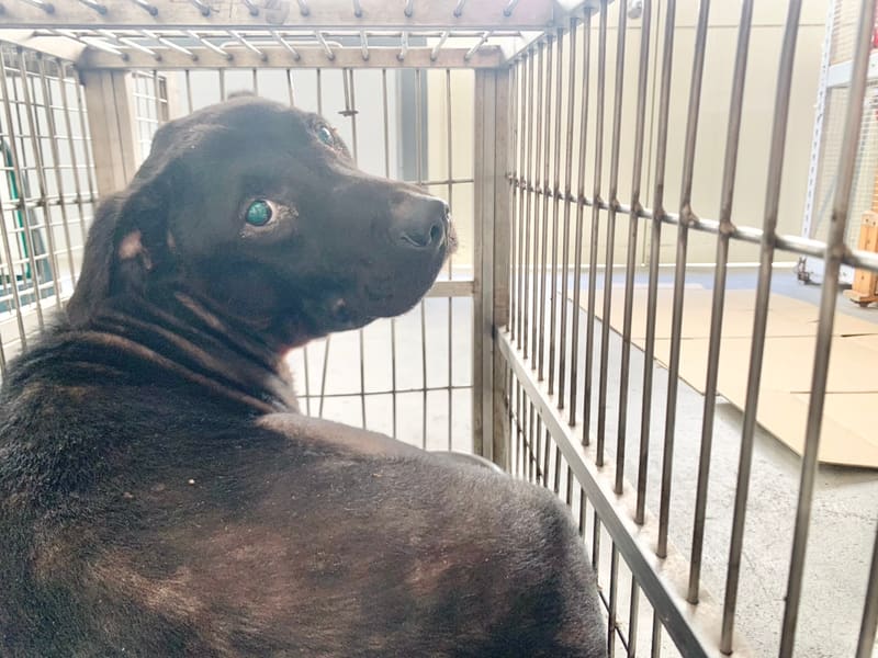 Black adult male mixed-breed dog, Medium, shelter no. …0103