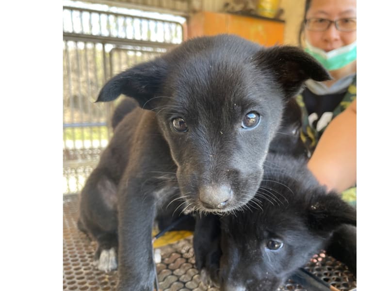 ミックス犬(オス・若い・黒)、中型, 施設番号 …7058. 顔のアップです。