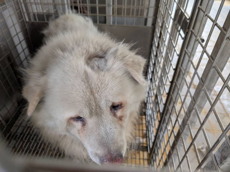 イングリッシュ・マスティフ(オス・成犬・白)、大型, 施設番号 …2302
