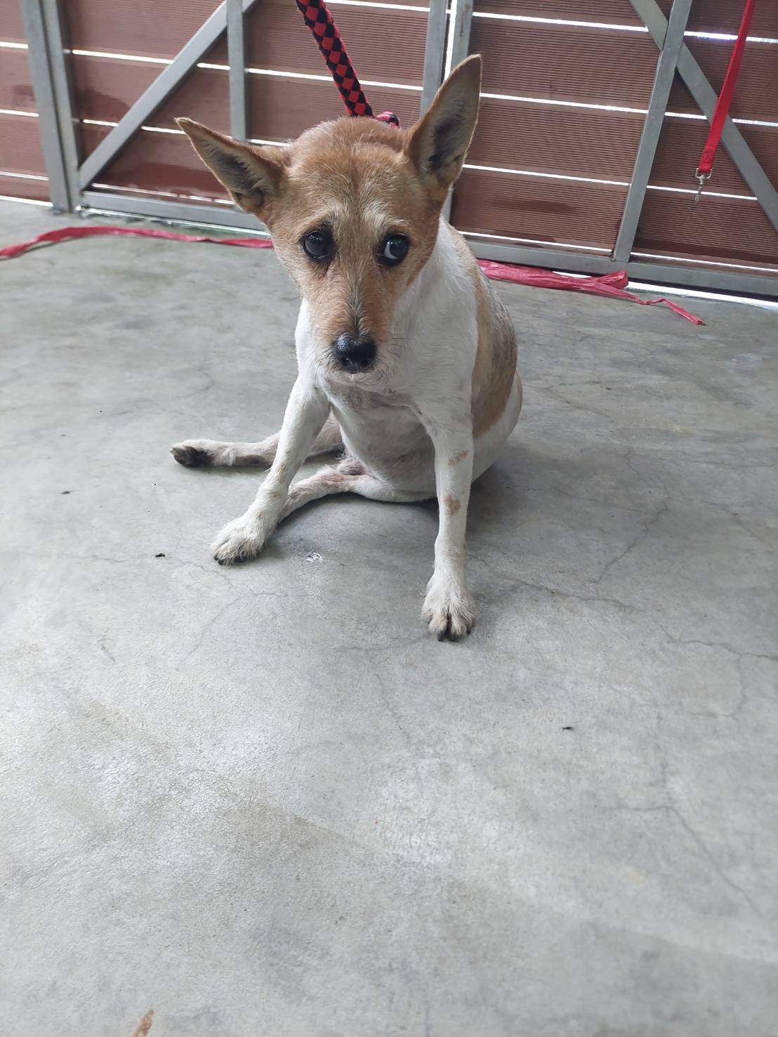 Tan-and-white adult male mixed-breed dog, Medium, shelter no. …5001