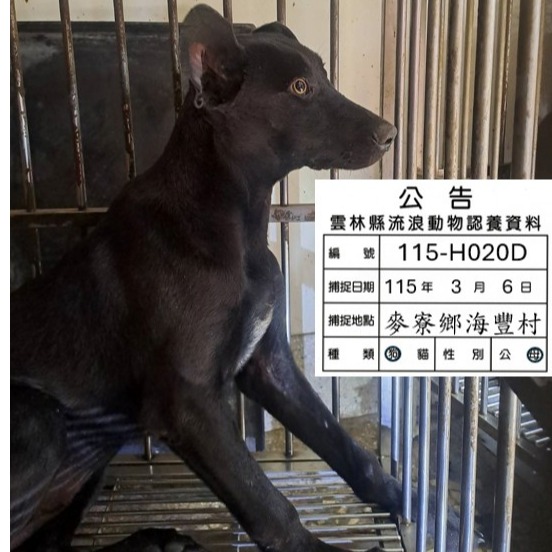 黑色成年母混种犬,大型, 收容编号 …020D. 完整的宠物。
