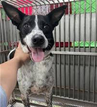Black-and-white adult male mixed-breed dog, Medium, shelter no. …1204