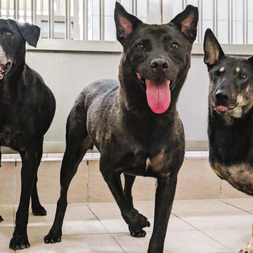 黑色成年公混种犬，中型, 收容编号 …3001
