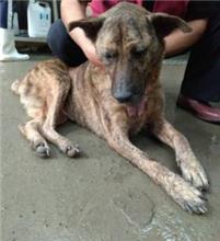 Tabby adult female mixed-breed dog, Medium, shelter no. …6002