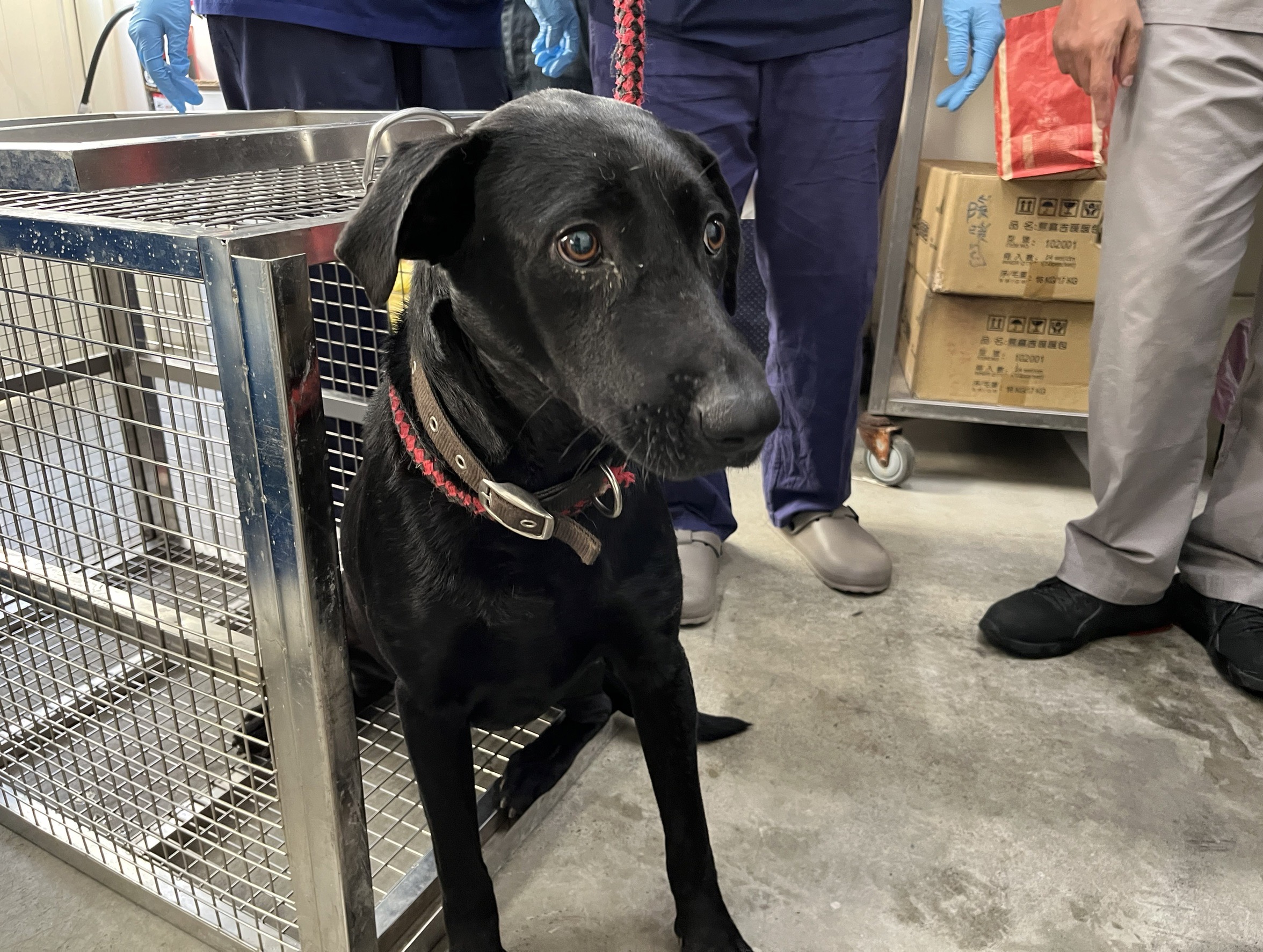 Black adult male mixed-breed dog, Medium, shelter no. …0503