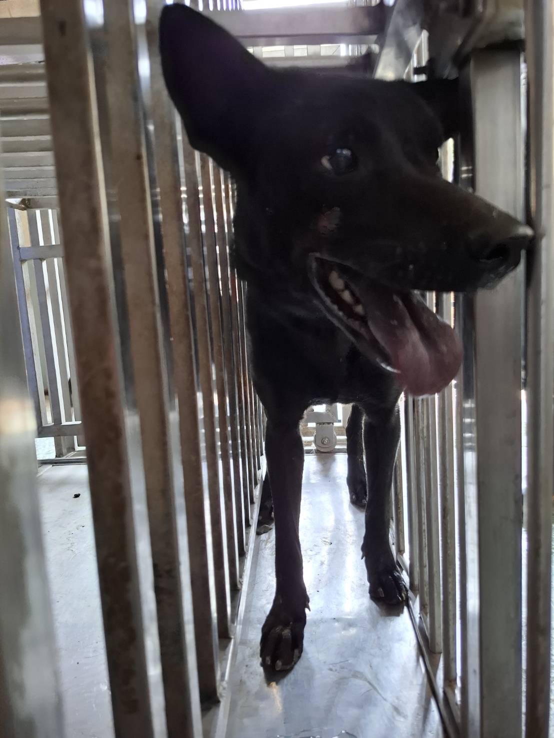 Black adult female mixed-breed dog, Medium, shelter no. …5-03. Closer on the face.