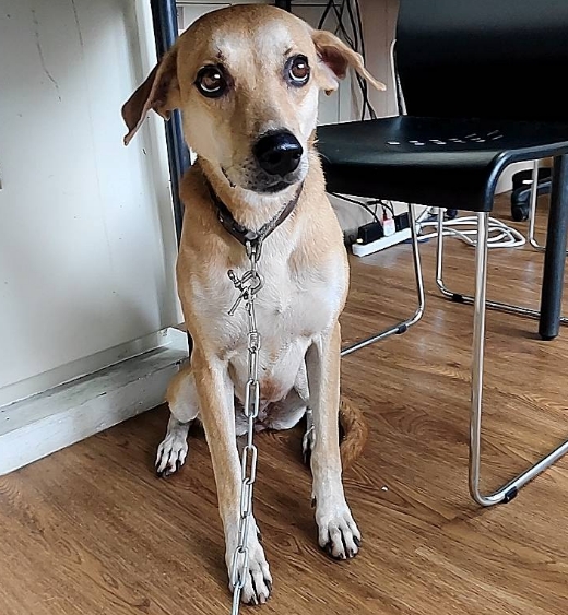 Chienne croisée femelle adulte (fauve), Moyen, refuge n° …9004. Tout l'animal.
