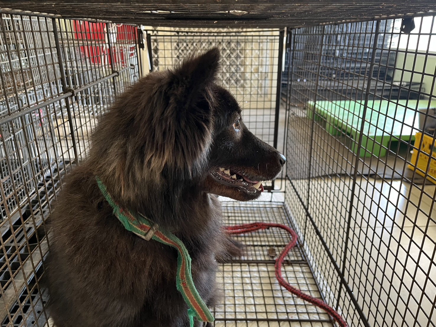 ミックス犬(メス・成犬・黒)、中型, 施設番号 …6D01