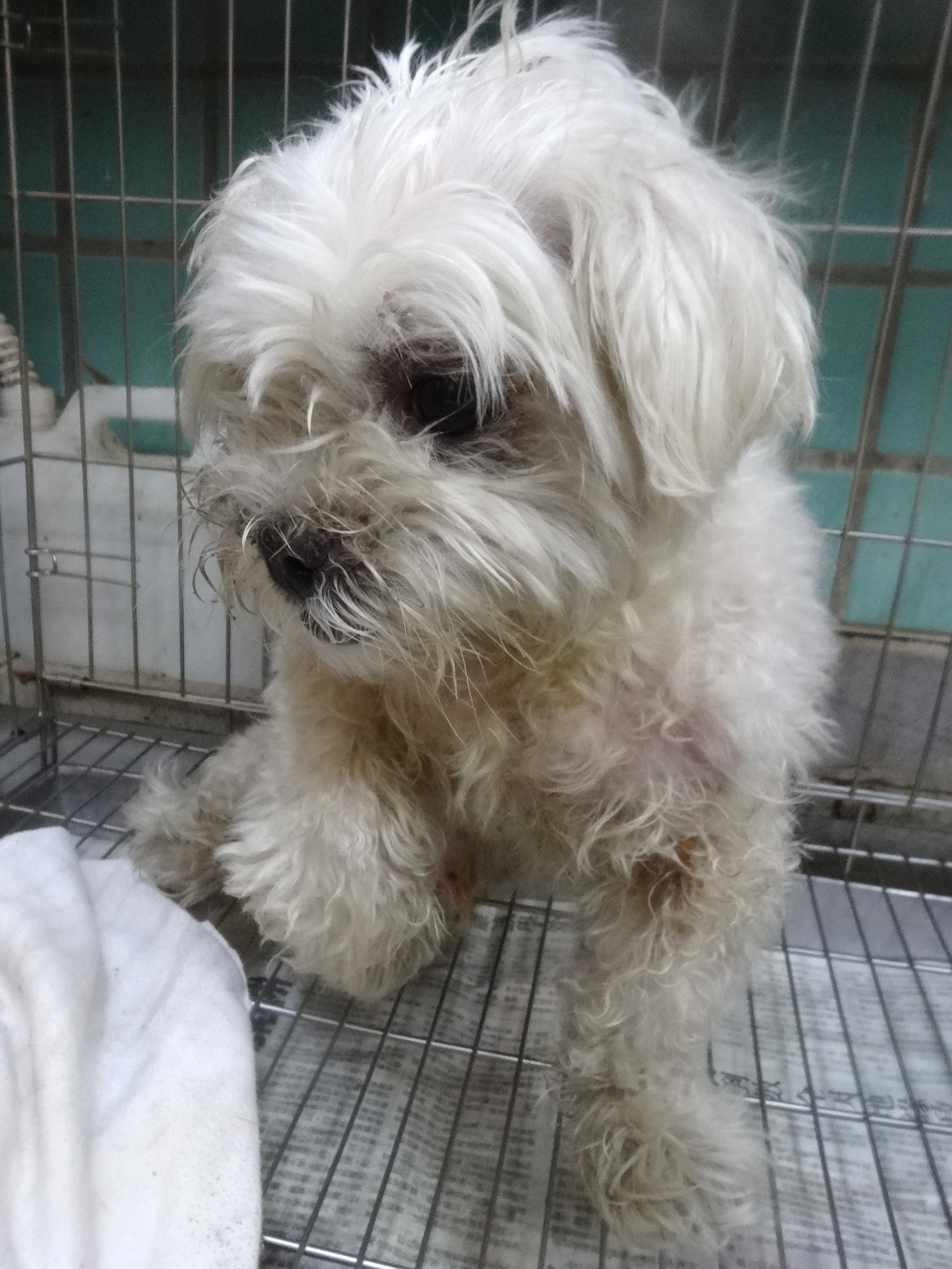 maltese (Lalaki, Matanda na, puti), Katamtaman, blg. ng shelter …1283. Mas malapit sa mukha.