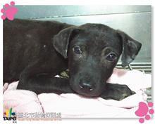 Black young male mixed-breed dog, Small, shelter no. …2005
