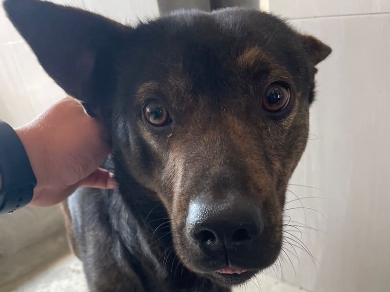 Perro mestizo macho adulto (negro y atigrado), Mediano, refugio n.º …3D01. Más cerca de la cara.