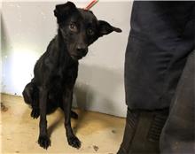 ミックス犬（メス・若い・黒）、中型, 施設番号 …1005