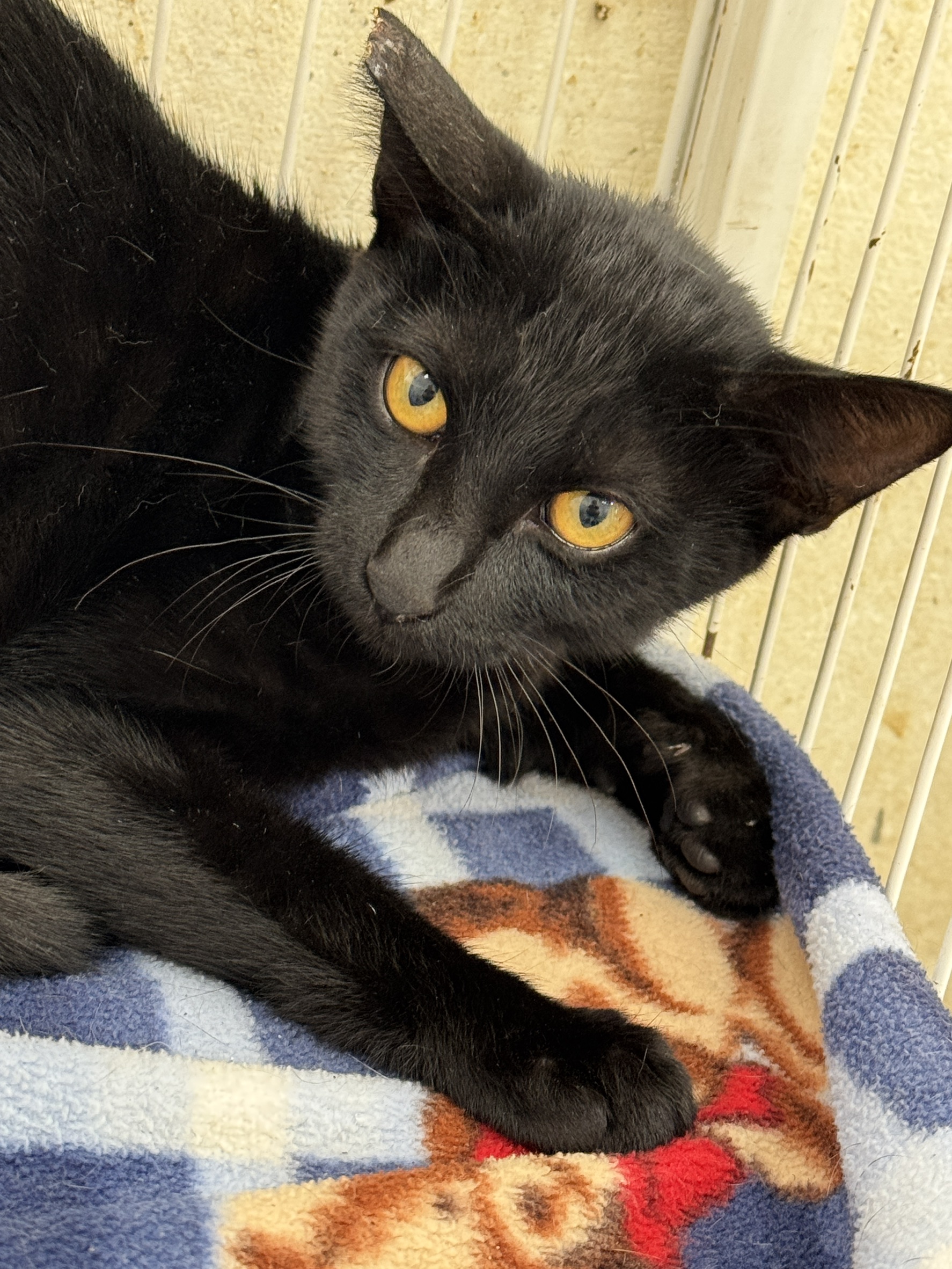 ミックス猫(メス・成猫・黒)、大型, 施設番号 …8001. 顔のアップです。