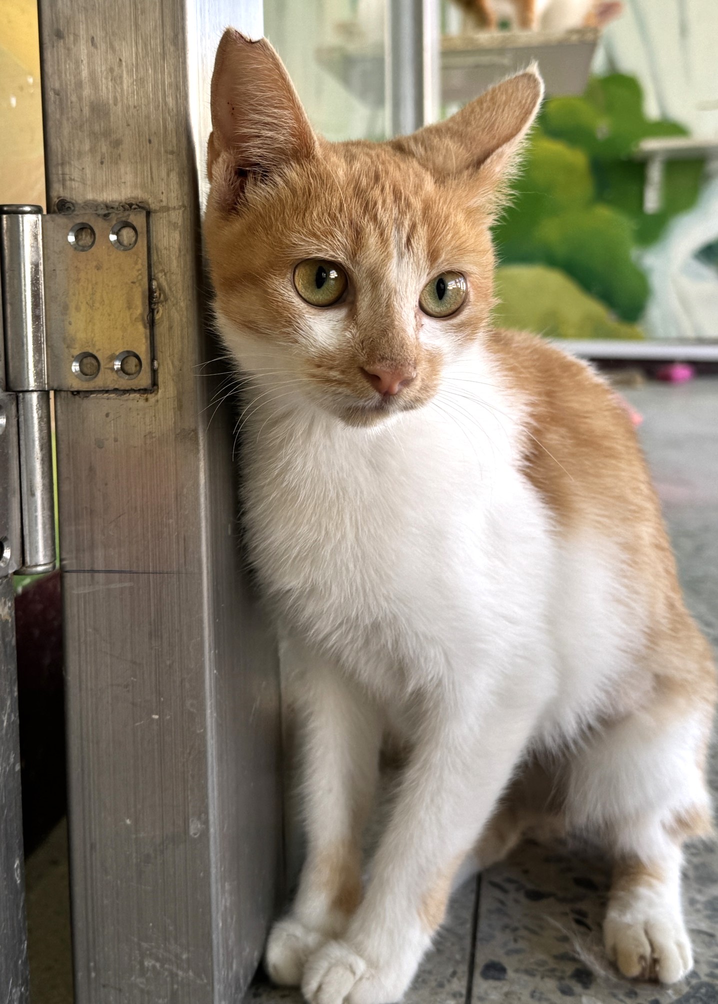 ミックス猫(メス・成猫・茶と白)、大型, 施設番号 …0003. 顔のアップです。