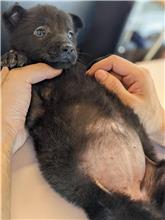 黑色成年母混種犬,中型, 收容編號 …5001