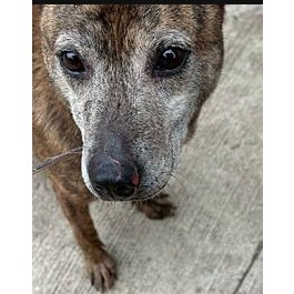 虎斑色成年母混种犬，中型, 收容编号 …5002. 脸部特写。