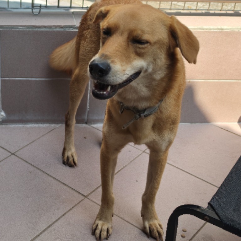 Tan adult male mixed-breed dog, Medium, shelter no. …6-15. The whole animal.
