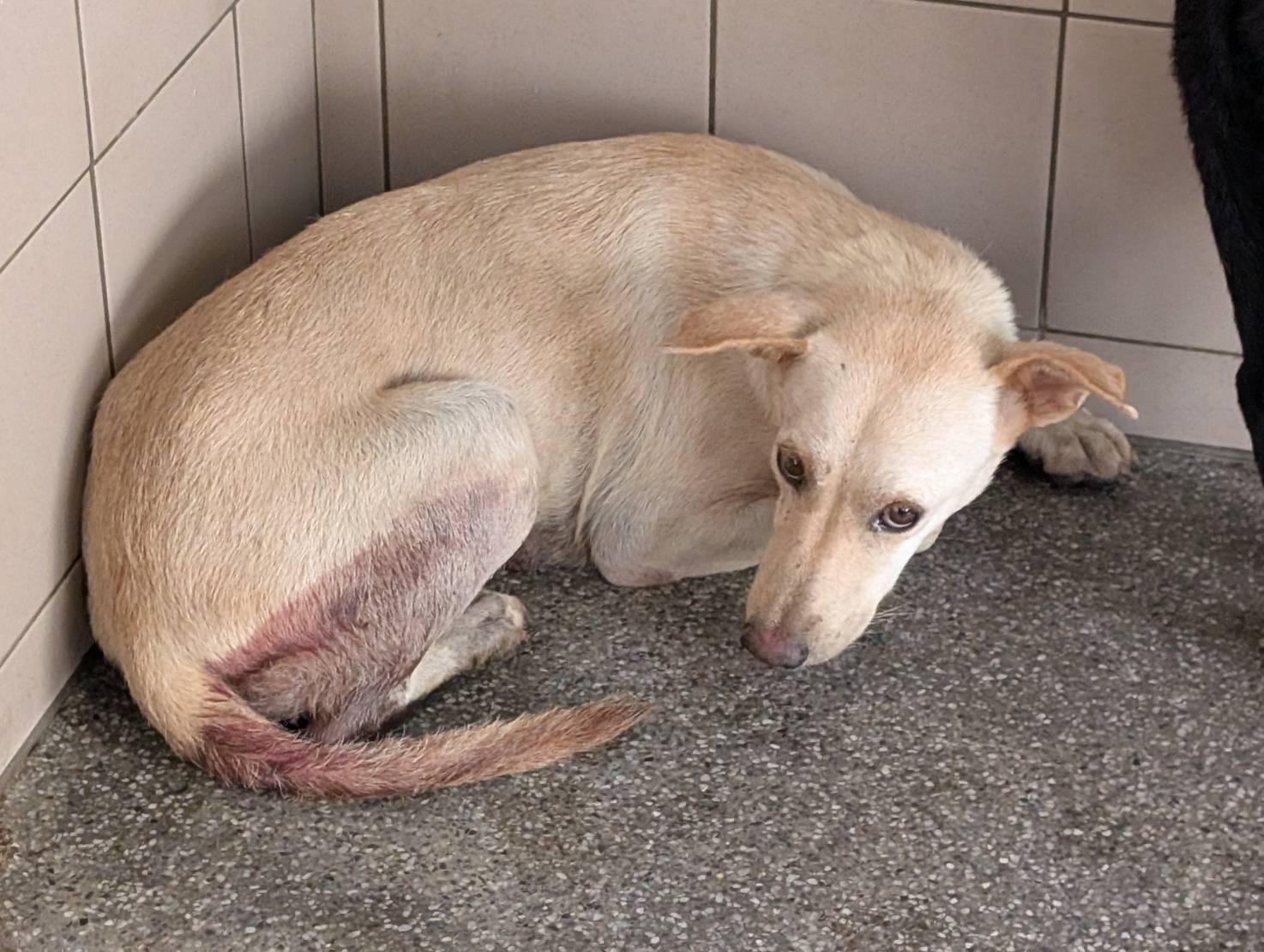 ミックス犬(メス・成犬・茶)、大型, 施設番号 …0703