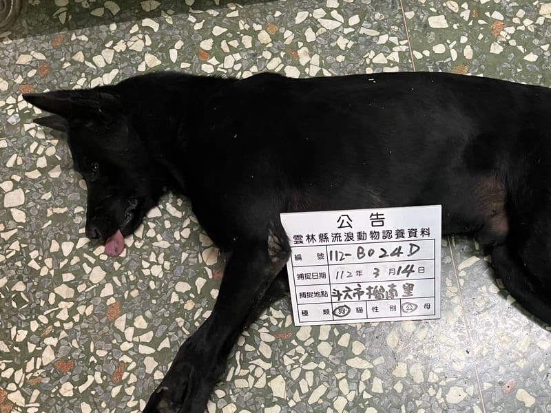믹스견 (수컷, 성견, 검은색), 대형, 보호소 번호 …024D. 얼굴을 가까이서 본 모습이에요.