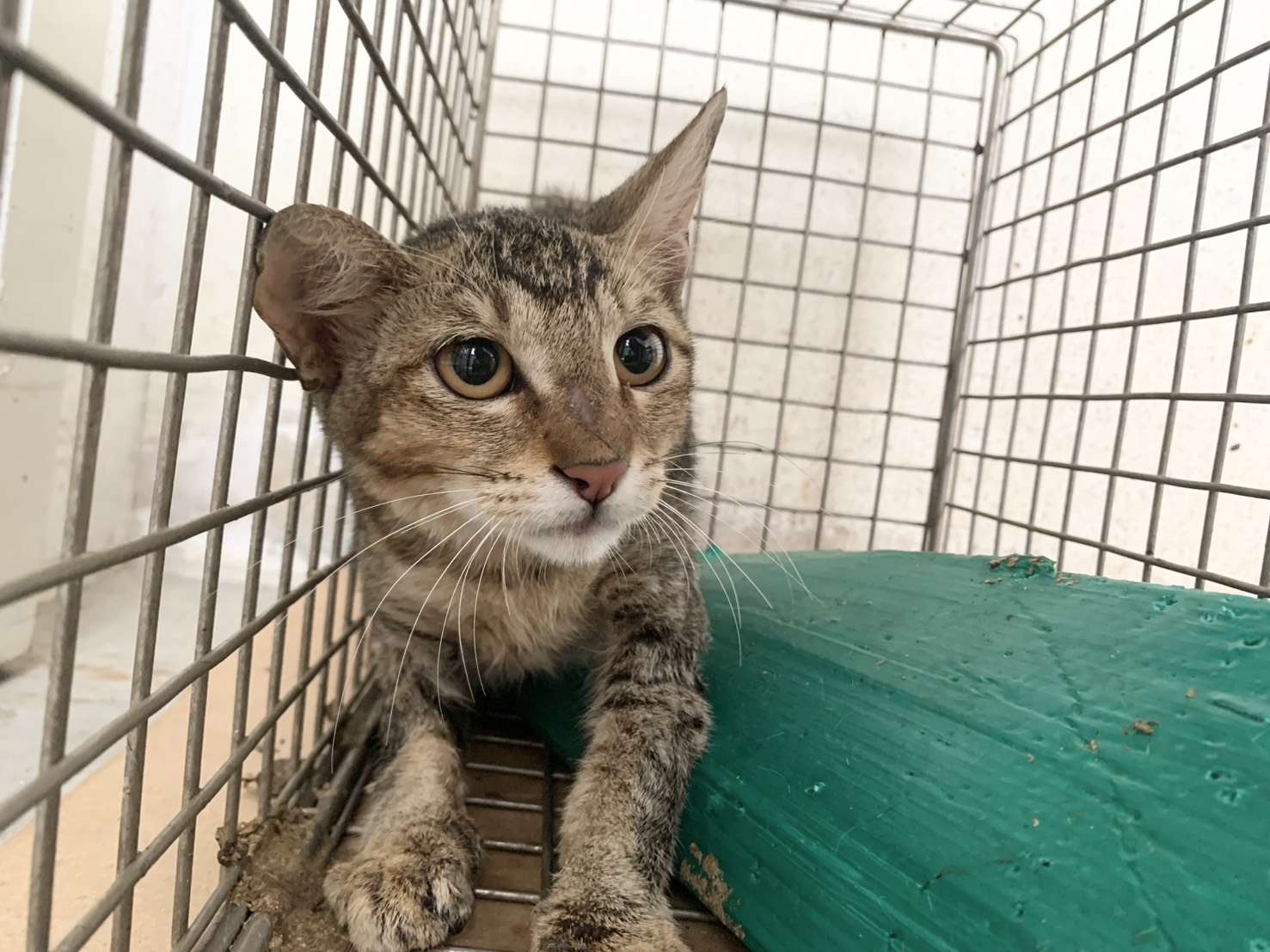 Tabby adult female mixed-breed cat, Small, shelter no. …0901