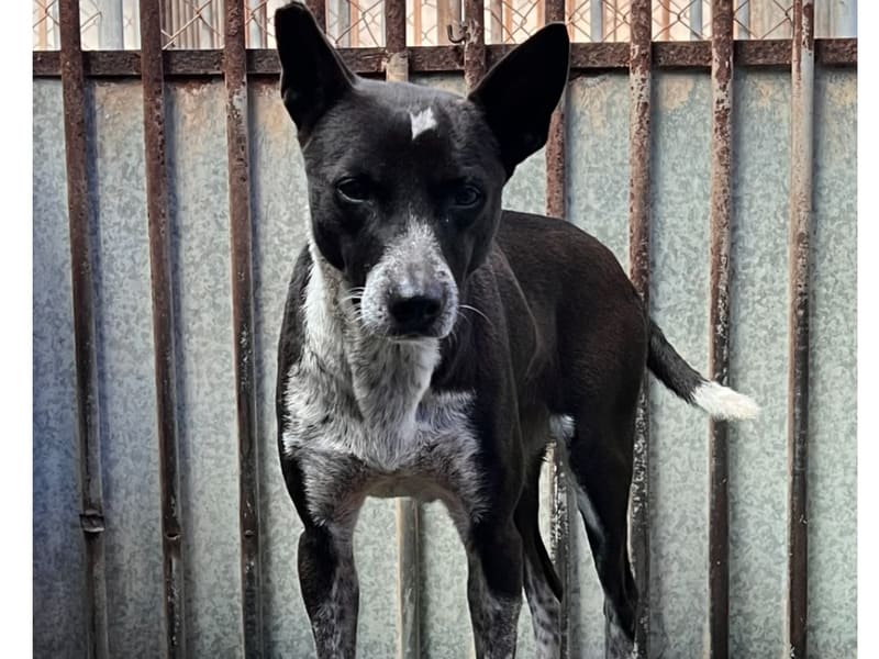 ミックス犬(メス・成犬・黒と白)、中型, 施設番号 …9001. 全身です。