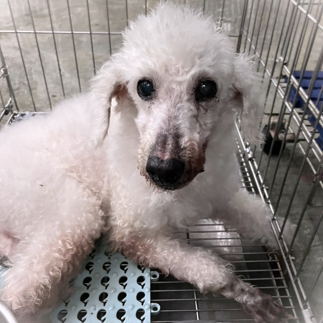 White adult male poodle, Medium, shelter no. …2001