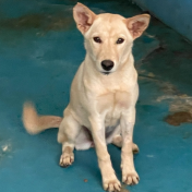 Cream adult female mixed-breed dog, Large, shelter no. …3001