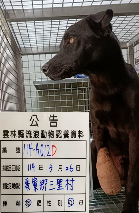 Perro mestizo macho adulto (negro), Grande, refugio n.º …012D. Más cerca de la cara.