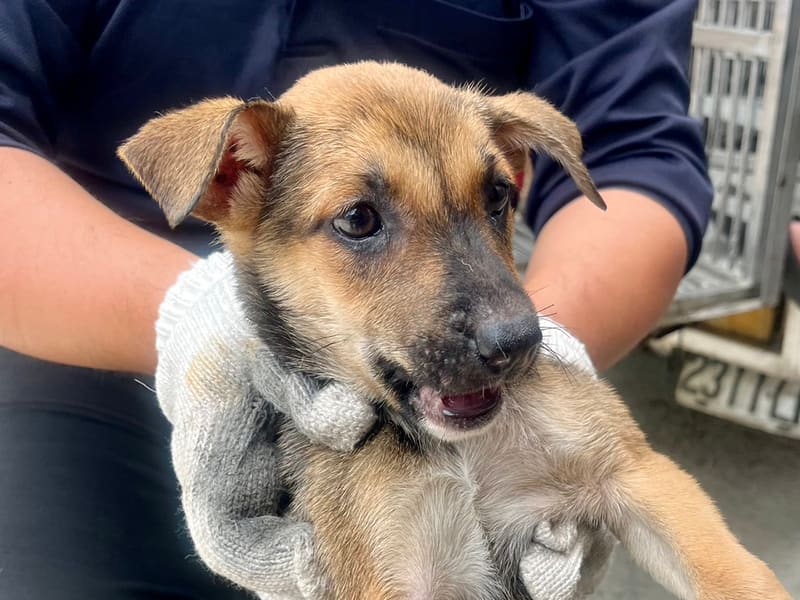 ミックス犬(メス・若い・黒と茶)、小型, 施設番号 …1023. 顔のアップです。