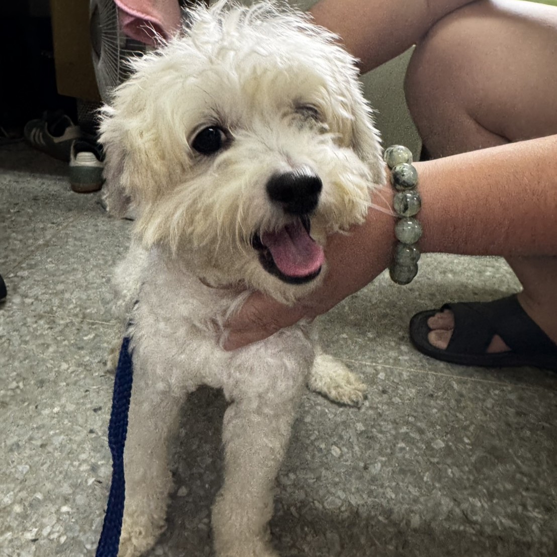 White adult male poodle, Medium, shelter no. …7001