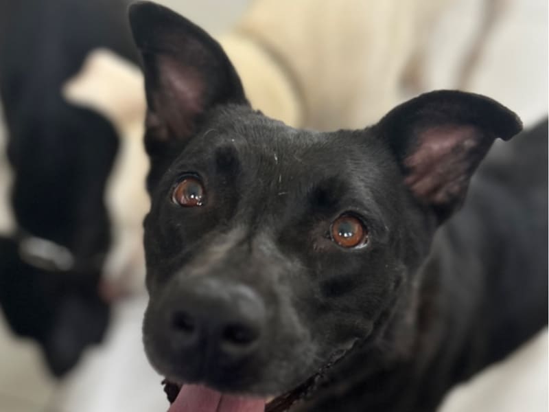 ミックス犬(メス・成犬・黒)、大型, 施設番号 …1019. 顔のアップです。