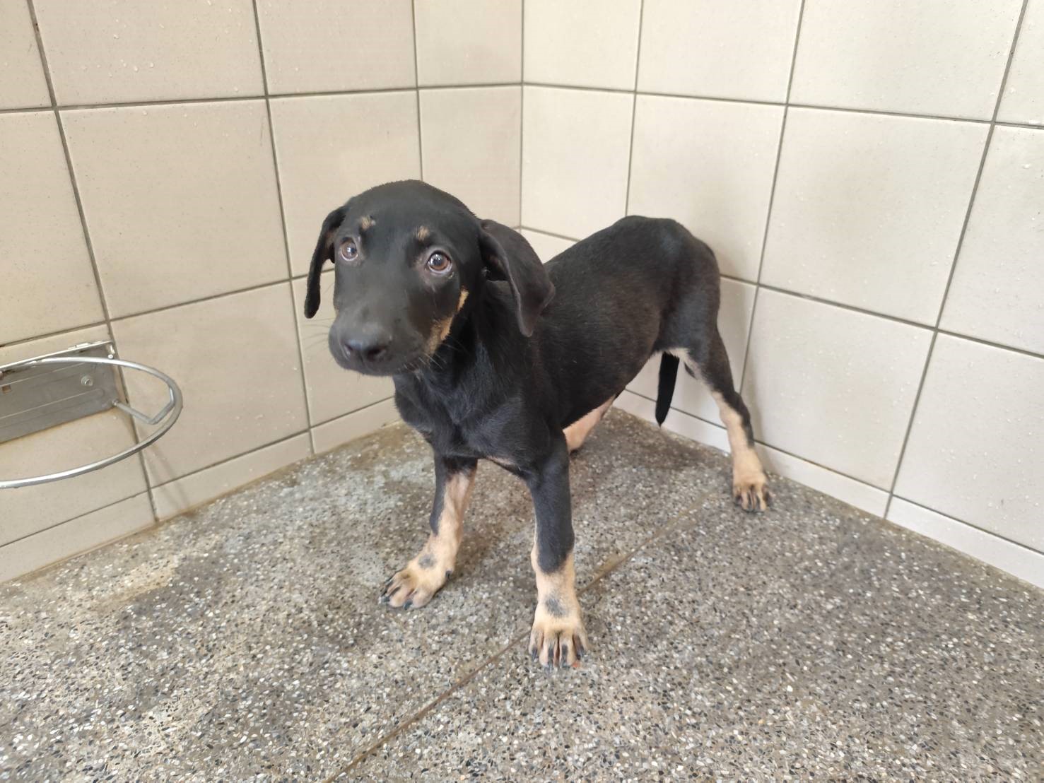 黑色青年公混種犬，小型, 收容編號 …2606