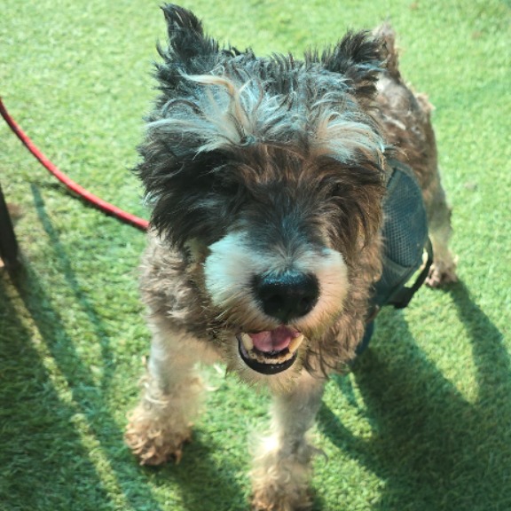 Schnauzer miniatura hembra adulta (gris), Pequeño, refugio n.º …7-01. Más cerca de la cara.