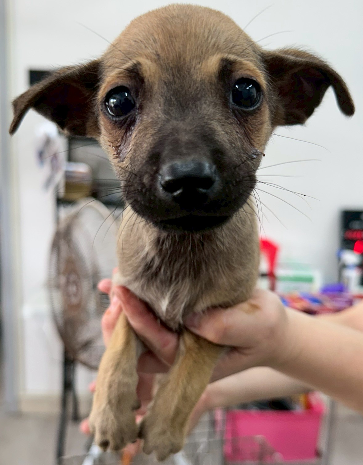 Perro mestizo macho joven (marrón), Mediano, refugio n.º …6004. Más cerca de la cara.