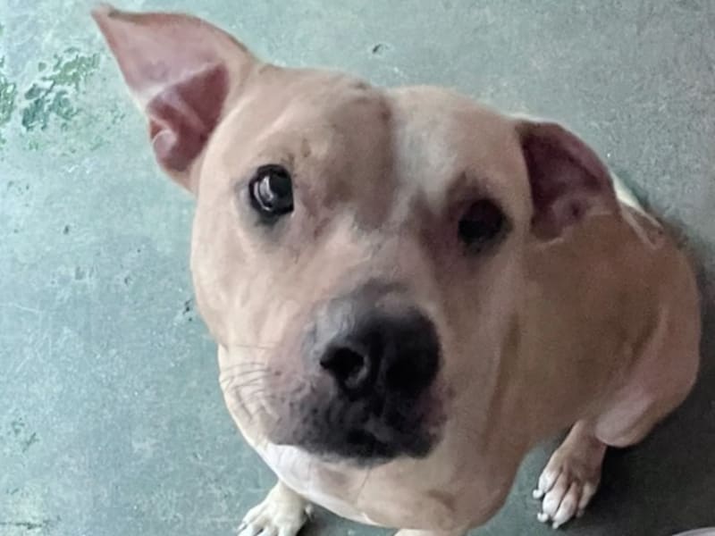 Perra mestiza hembra adulta (canela), Grande, refugio n.º …5005. Más cerca de la cara.