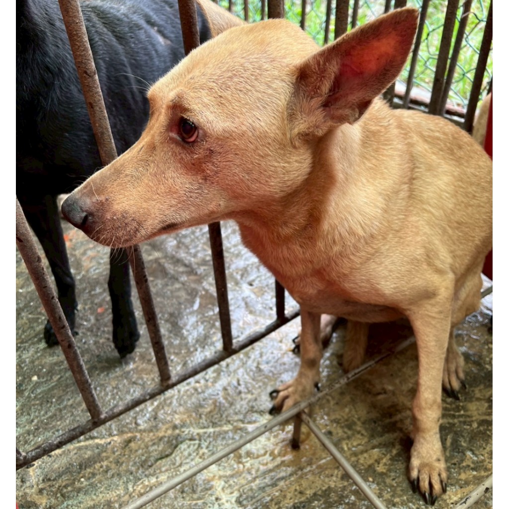 Chienne croisée femelle adulte (marron), Grand, refuge n° …086D